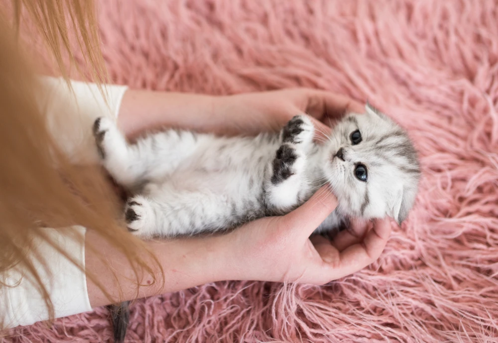 video camera for watching pets